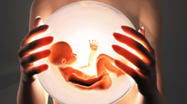 Timeline: Embriologia : sistema circulatorio y respiratorio.