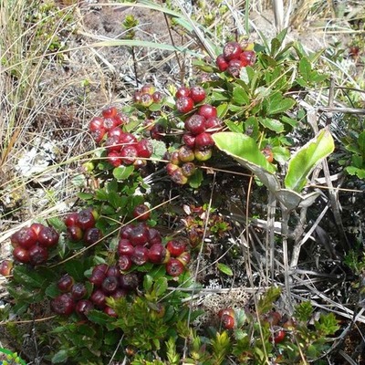 Timeline: Propagación de joyapa (Macleania rupestris) por medio de esquejes con dos métodos de enraizamiento (hormonagro, hormonagro + sábila y un testigo) en 2 tipos de sustrato (turba, tierra negra + cascarilla).