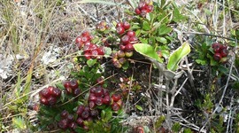 Timeline: Propagación de joyapa (Macleania rupestris) por medio de esquejes con dos métodos de enraizamiento (hormonagro, hormonagro + sábila y un testigo) en 2 tipos de sustrato (turba, tierra negra + cascarilla).