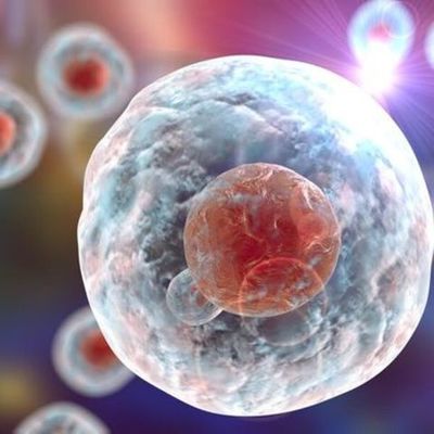 Timeline: Cellules souches neuronales