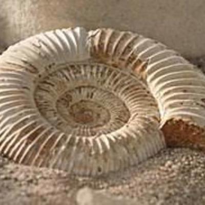 Timeline: TIEMPO GEOLÓGICO