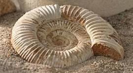 Timeline: TIEMPO GEOLÓGICO