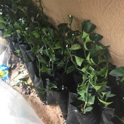 Timeline: Fitomejoramiento (Propagacion Naranja sin Semillas)