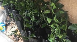 Timeline: Fitomejoramiento (Propagacion Naranja sin Semillas)