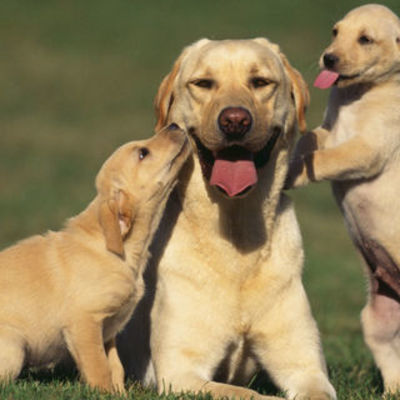 Timeline: Tools Visualization Final Project