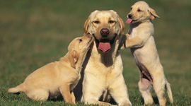 Timeline: Tools Visualization Final Project