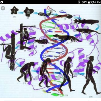 Timeline: Como funciona la genetica