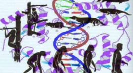 Timeline: Como funciona la genetica