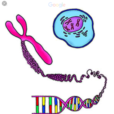 Timeline: Porqué se heredan los genes