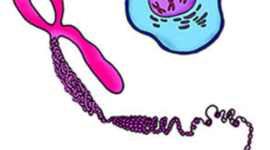 Timeline: Porqué se heredan los genes