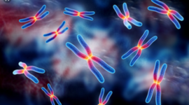 Timeline: Que es la carga genetica