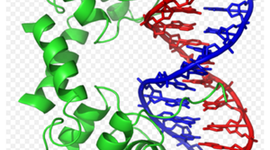 Timeline: Que es la teoría genética