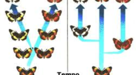 Timeline: Quien es el padre de la genetica