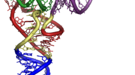 Timeline: Que es un gen y como surge