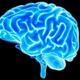 Brain