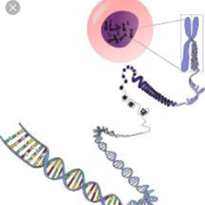 Timeline: Quien creo la genetica