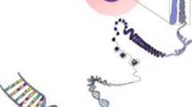 Timeline: Quien creo la genetica