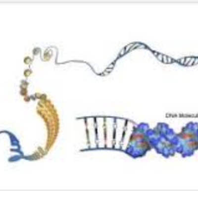 Timeline: Como inicia la genetica