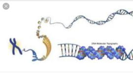 Timeline: Como inicia la genetica