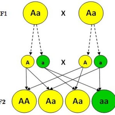 Timeline: Evolución de las Leyes de Mendel hasta nuestros tiempos