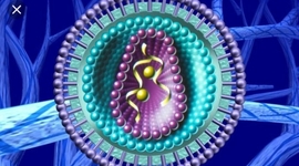 Timeline: La genetica