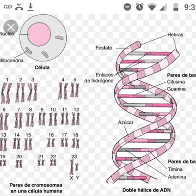 Timeline: EVOLUCIÓN DE LOS SÍNDROMES POR ALTERACIONES CROMOSÓMICA
