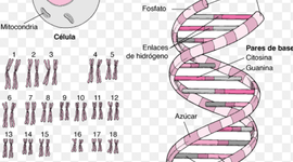 Timeline: EVOLUCION DE LOS SÍNDROMES POR ALTERACIONES CROMOSOMICAS
