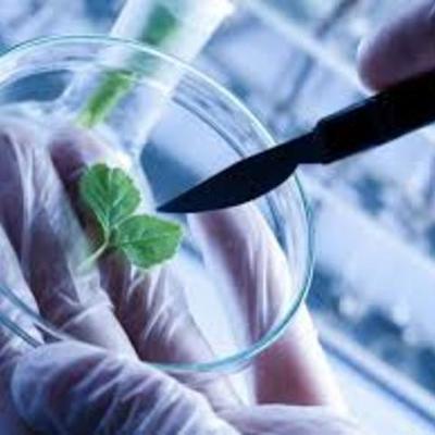 Timeline: Reproducion de la biotecnologia