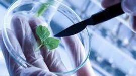 Timeline: Reproducion de la biotecnologia