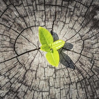 Timeline: RESILENCIAS