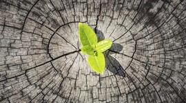 Timeline: RESILENCIAS