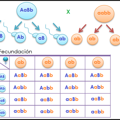 Timeline: EVOLUCIÓN DE LOS CRUCES MONOHIBRIDOS Y DIHIBRIDOS