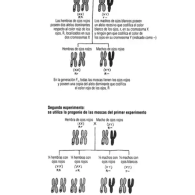 Timeline: Alteracion cromosomica