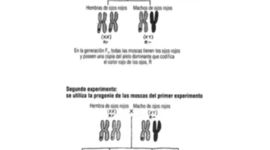 Timeline: Alteracion cromosomica