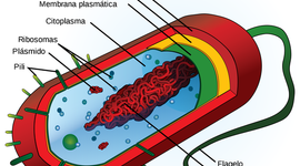 Timeline: Evolución de los Eucariontes