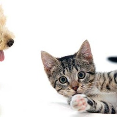 Timeline: evolucion de los gatos