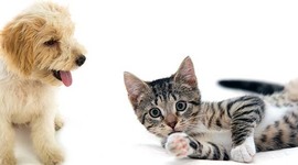 Timeline: evolucion de los gatos