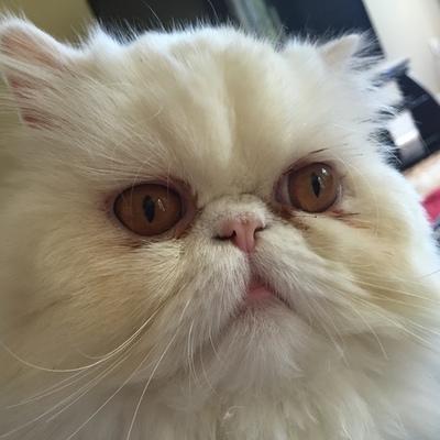 Timeline: NUMBER THE STARS