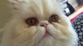 Timeline: NUMBER THE STARS