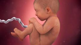 Timeline: Esme, Faith prenatal development of baby