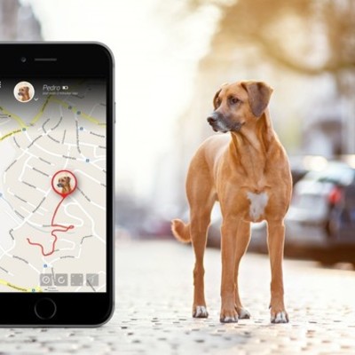 Timeline: Animal tracker