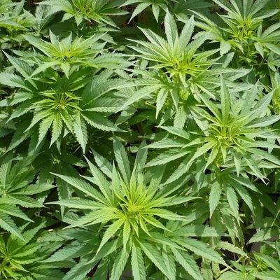 Timeline: MARIHUANA VS LEY