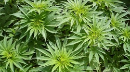 Timeline: MARIHUANA VS LEY