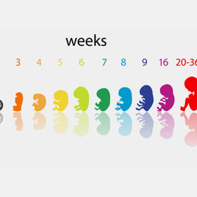 Timeline: Prenatal Development of Baby Throughout Pregnancy
