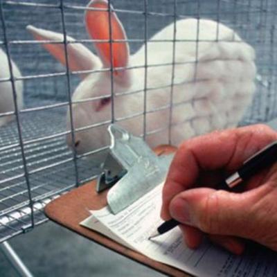 Timeline: The Use of Rabbits in Scientific Research