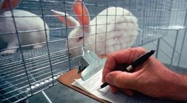 Timeline: The Use of Rabbits in Scientific Research