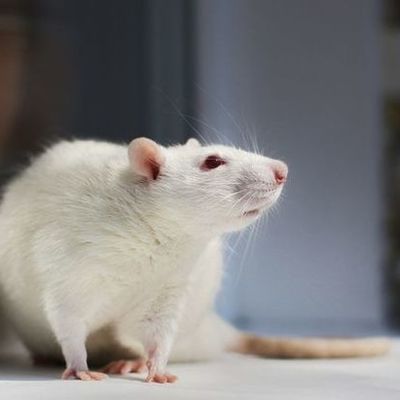 Timeline: The use of rats in scientific research