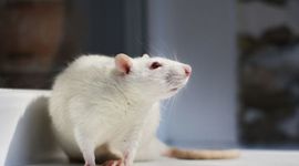 Timeline: The use of rats in scientific research