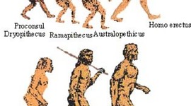 Timeline: Early Human Evolution