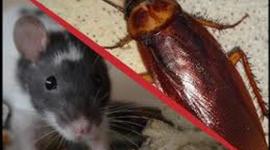 Timeline: minecraft/////fortniteeeeeeeeeeeeeeeeeeeeeeeeeeeeeee